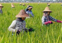 Crop monitoring Shan state part 2