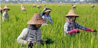 Crop monitoring Shan state part 2